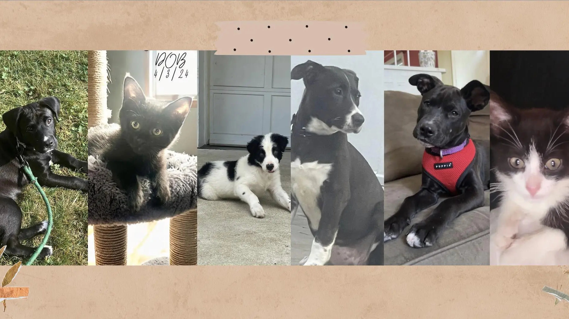 Furify partners with Lost Paws Animal Shelter: Sleep Well & Do Good! - Furify