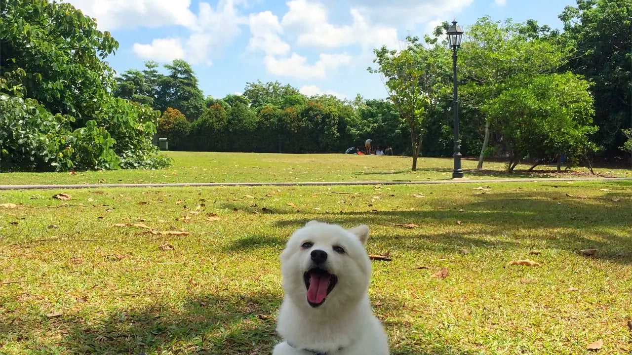 Don’t let it be a cruel summer: Ways to keep your pet cool - Furify