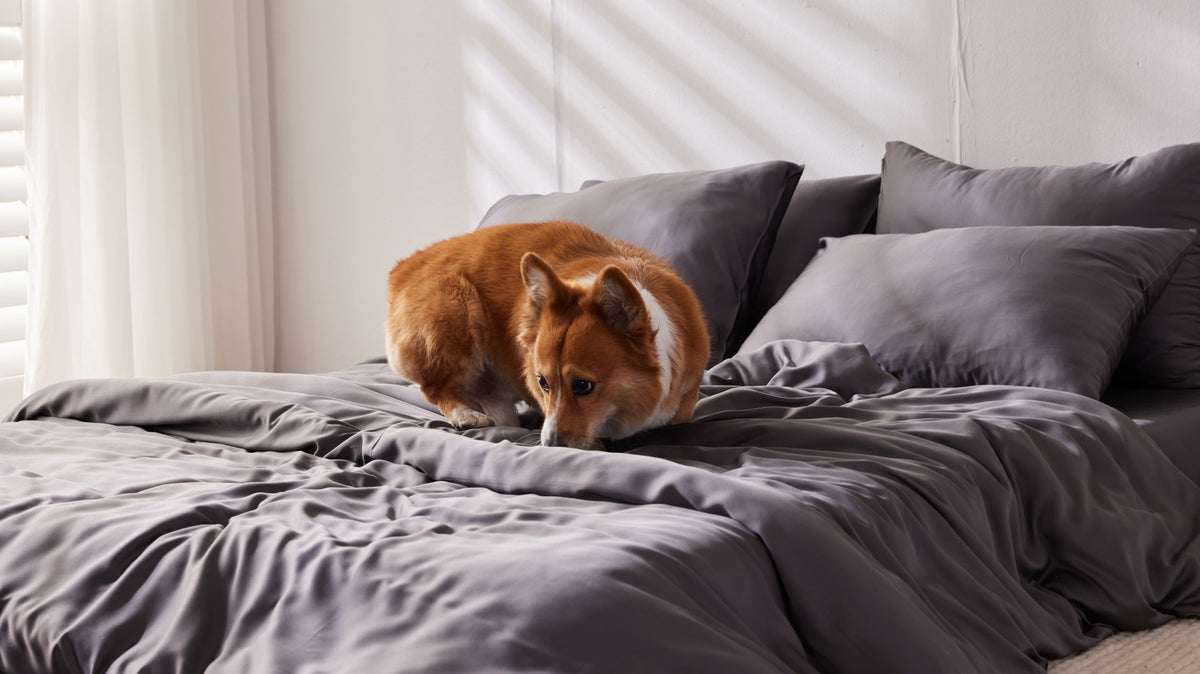 Corgi resting on charcoal bamboo sheets