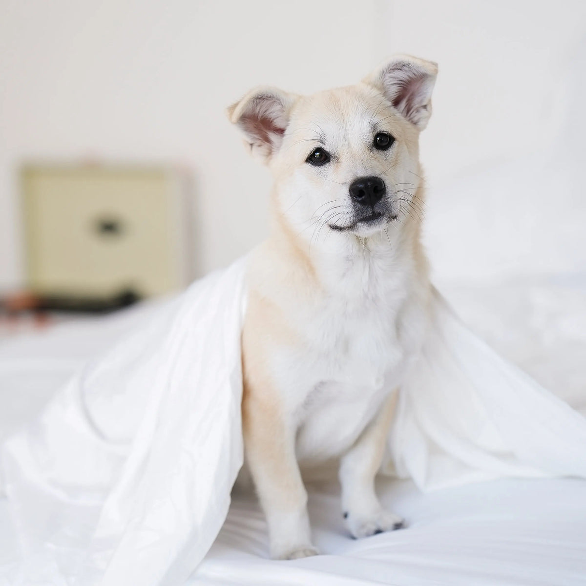 Furify pet hair resistant bamboo sheet set, photo 3