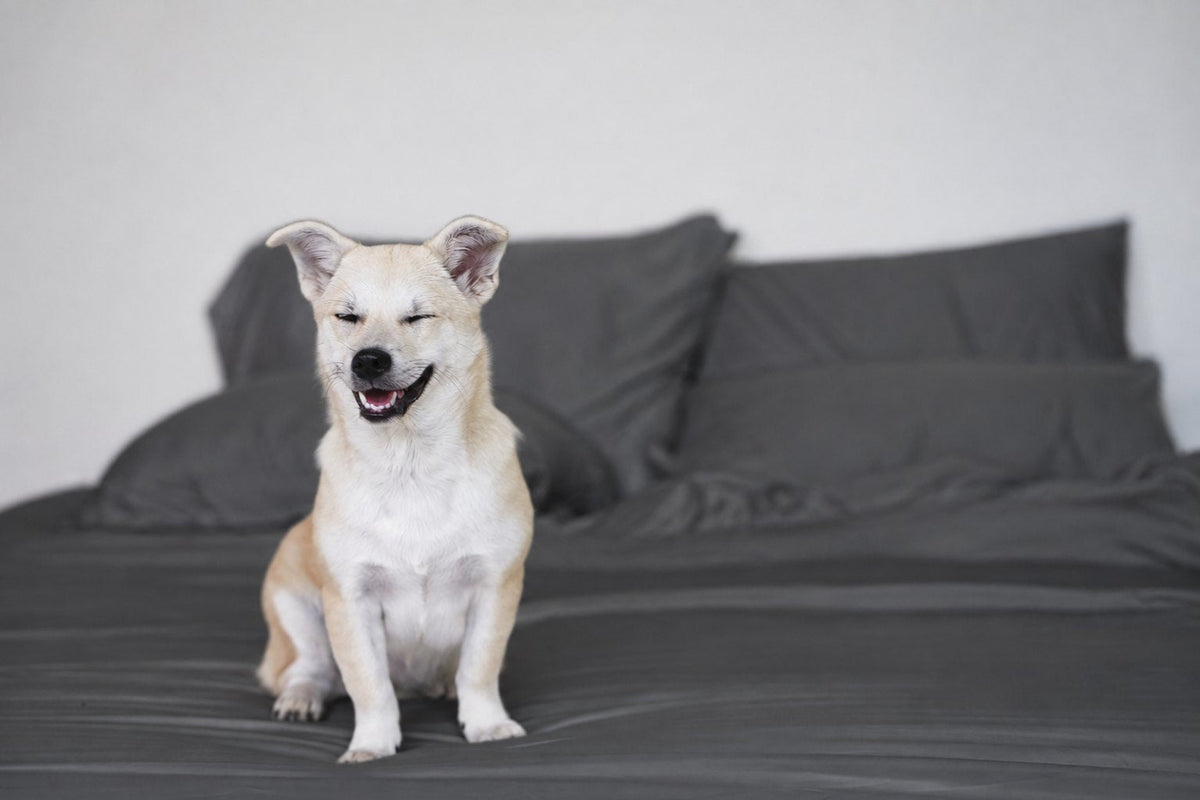 Charcoal Whisper bamboo sheet set with a dog sitting on the bed