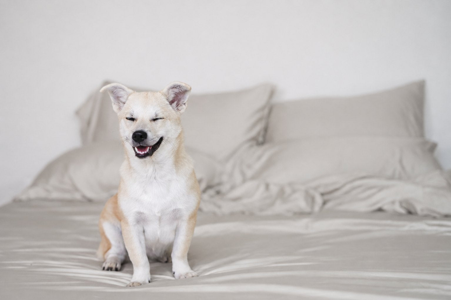 Misty Dove Gray bamboo sheets with a dog on the bed