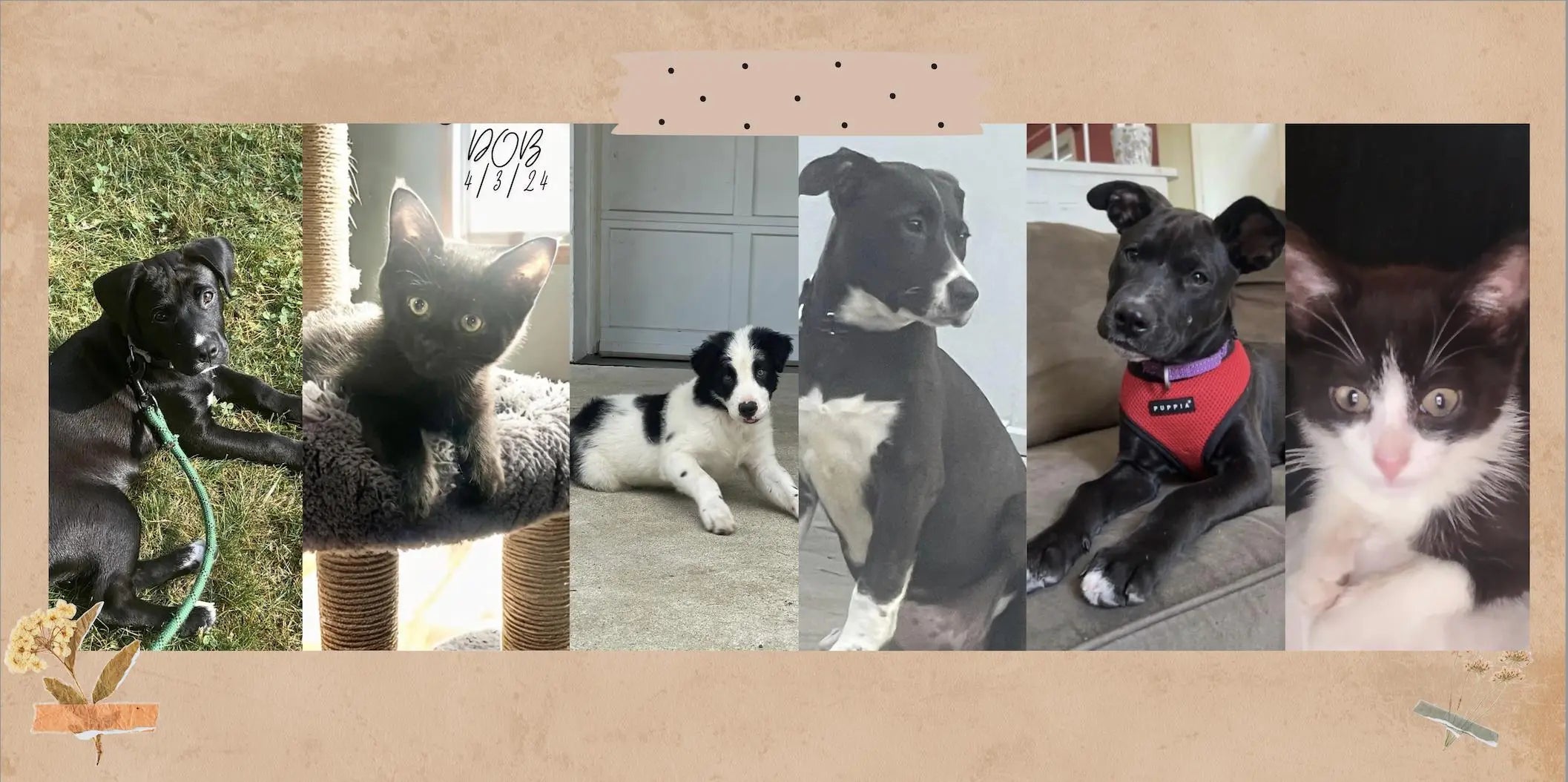 Furify partners with Lost Paws Animal Shelter: Sleep Well & Do Good! - Furify