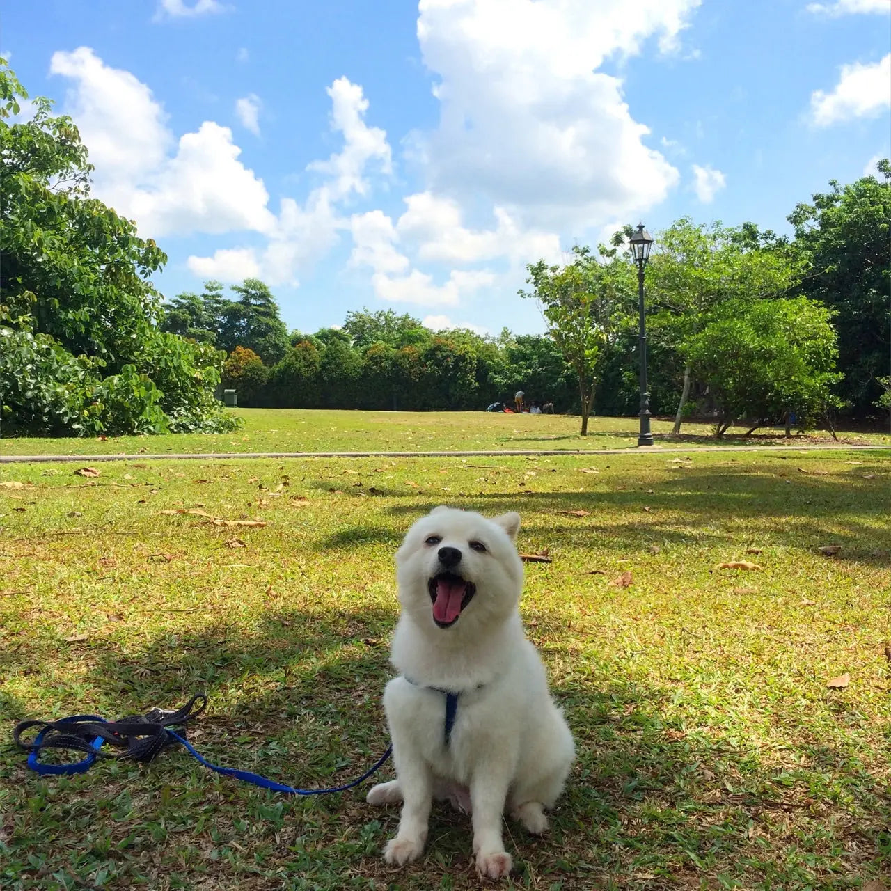 Don’t let it be a cruel summer: Ways to keep your pet cool - Furify