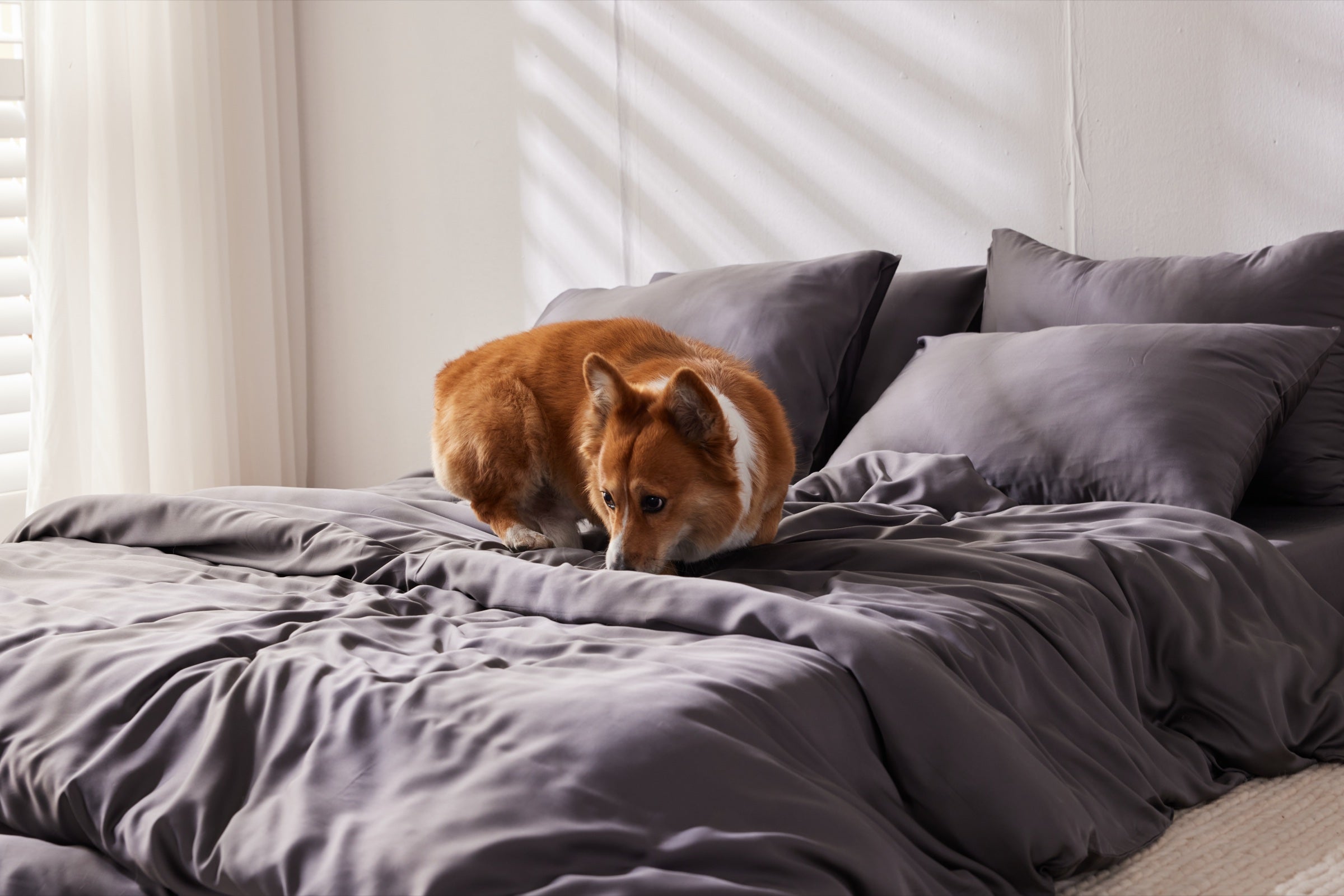Corgi resting on charcoal bamboo sheets