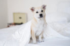 Furify® Pet Hair Resistant Bamboo Sheet Set