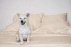 Champagne Silk bamboo sheet set with a dog on the bed (colour visualisation)