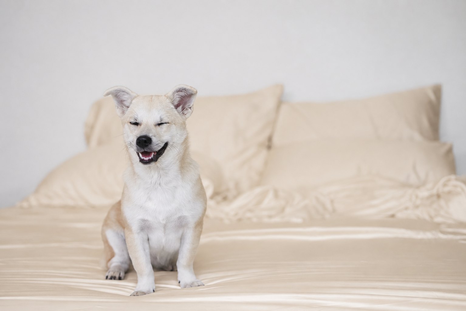 Champagne Silk bamboo sheets with a dog on the bed