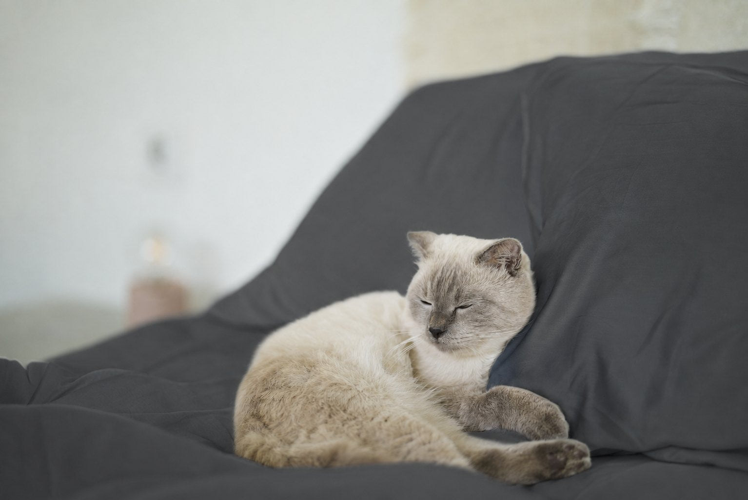Cat resting on Charcoal Whisper bamboo pillow shams