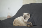 Cat on Charcoal Whisper bamboo bedding