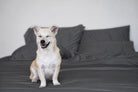 Charcoal Whisper bamboo sheet set with a dog sitting on the bed